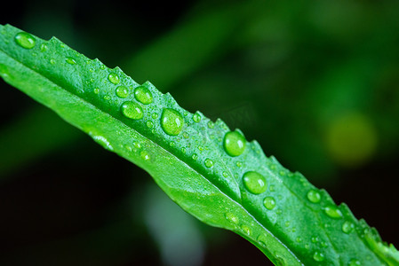 雨后叶子上的水珠春天草叶下雨的野外有露珠摄影图配图