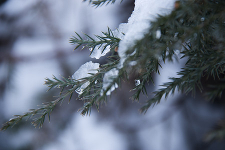 节气冬天摄影照片_冬季寒冷柏树枝白雪覆盖摄影图配图