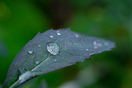 叶子上的雨水春天油菜叶子田园滚水珠摄影图配图