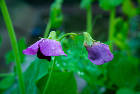 节气白露摄影照片_雨后的豌豆花春天豌豆花下雨的乡村淋湿摄影图配图