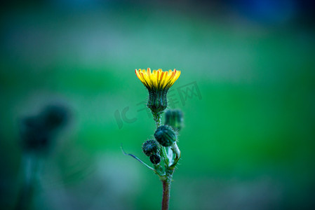 小小蝴蝶小小花摄影照片_小草开花黄色春天黄鹌菜乡村发芽开花摄影图配图