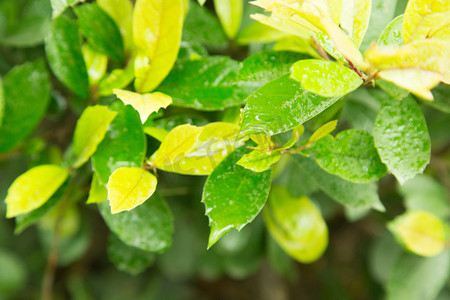 绿色植物光线绿叶片叶子露水水珠摄影图配图