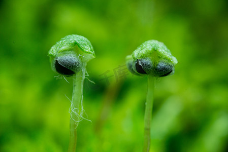 小草卡通矢量摄影照片_小草的果实春天野草田园开花摄影图配图