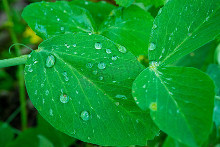 豌豆叶上的水珠春天豌豆叶子雨后的乡村淋湿摄影图配图