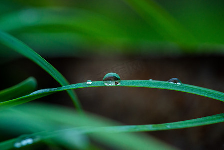 青草上的露珠春天草叶雨后的野外滚水珠摄影图配图