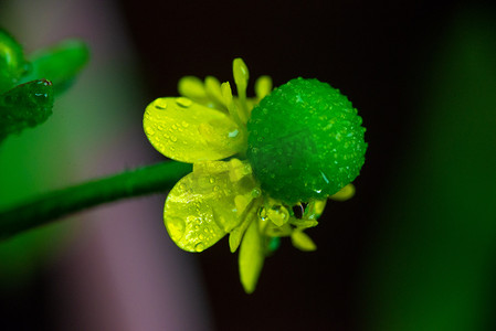 草地雨水摄影照片_雨后的花蕊春天黄色小花雨后的草地湿漉漉摄影图配图