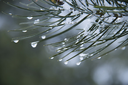 清明节放假封面摄影照片_清明节气雨水雨纷纷松树上雨滴摄影图配图