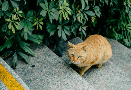 宠物动物猫咪可爱橘猫摄影图配图