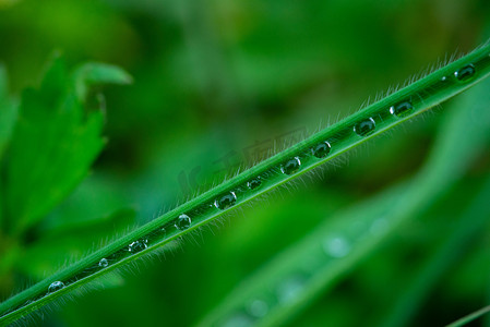 雨后草上水珠春天草叶野外凝结露珠摄影图配图