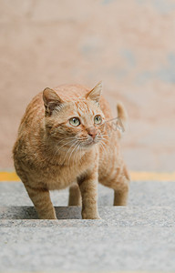 可爱猫猫动物宠物橘猫摄影图配图