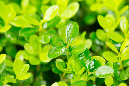 绿色植物光线绿鲜艳露水叶片景观摄影图配图