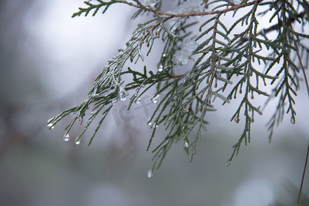 雨水节气下雨摄影照片_清明时节柏树枝上水滴悬挂摄影图配图