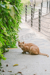 萌宠猫咪橘猫动物可爱摄影图配图