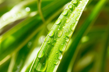 植物露水摄影照片_植物静物露水水珠阳光光线吊兰绿色俯拍摄影图配图