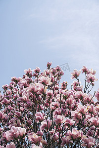 春季自然风景枝干上的玉兰花摄影图配图