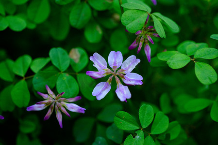 野草开紫色小花春天小草田园开花摄影图配图