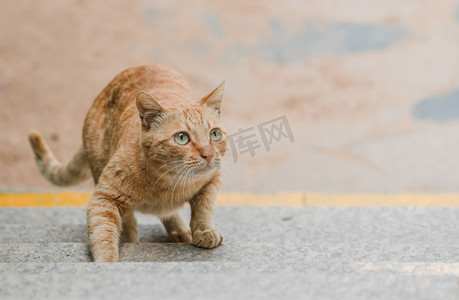 宠物猫咪可爱橘猫动物摄影图配图