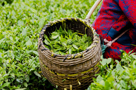 春茶摄影照片_户外白天员工在茶园里采茶摄影图配图