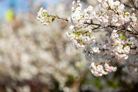 春季插画摄影照片_樱花白天花朵公园开花摄影图配图