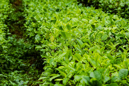 白天户外春天茂盛的茶树茶叶摄影图配图