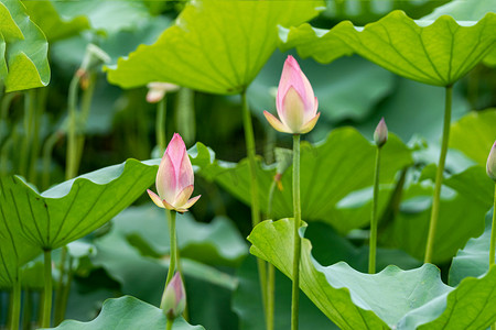 夏天公园花朵摄影照片_荷花盛夏花公园赏花摄影图配图