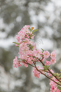 清新文艺早安摄影照片_花朵下午垂丝海棠公园赏花摄影图配图