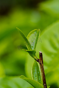 两块茶叶摄影照片_白天户外茶叶在春天生长摄影图配图