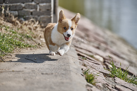 柯基犬摄影照片_宠物下午柯基草地奔跑摄影图配图