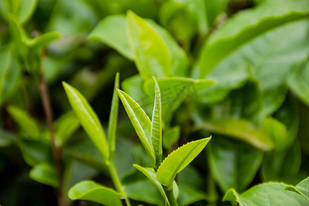 户外白天茶场的茶叶在春天里生长摄影图配图