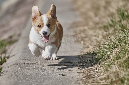 会动的小狗摄影照片_宠物下午柯基户外草地奔跑摄影图配图