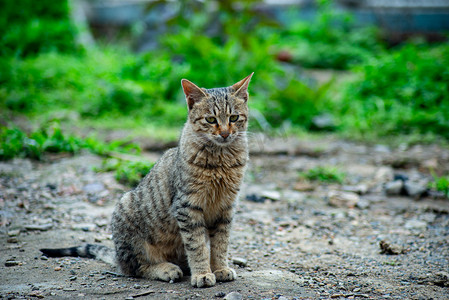 虎猫摄影照片_可爱的猫春天土猫乡村玩耍摄影图配图