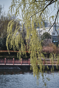 春天下午柳树河边的柳芽风吹摄影图配图