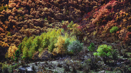 彩林秋色上午彩林秋季素材摄影图配图