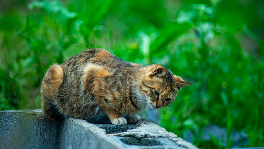 草丛摄影照片_小猫玩耍春天小花猫农村找老鼠摄影图配图