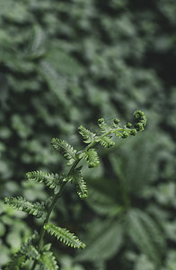 莫兰迪摄影照片_绿色植物中午蕨类户外无摄影图配图