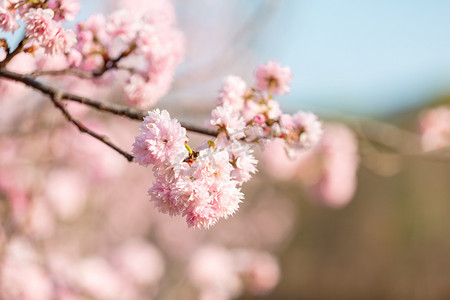 春背景摄影照片_樱花春花朵公园赏花摄影图配图