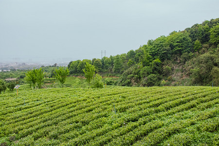白天户外山上茂盛的茶园茶叶摄影图配图