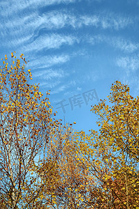 绿草素材摄影照片_彩林蓝天下午树林秋季素材摄影图配图