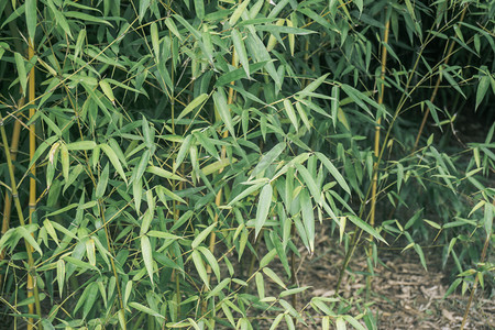 园林植物风景竹子生长摄影图配图