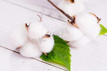新疆棉优质棉花现摘品质棉纱摄影图配图