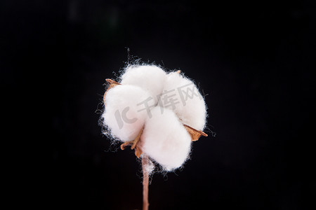 优秀学子摄影照片_新疆棉棉花优质棉荚优秀摄影图配图