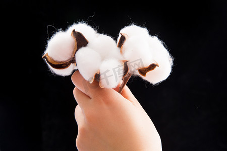 优秀学子摄影照片_新疆棉优质棉荚现摘优秀摄影图配图