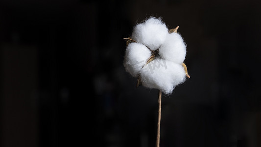 纯黑背景摄影照片_棉花白天一朵棉花纯黑背景静态摄影图配图