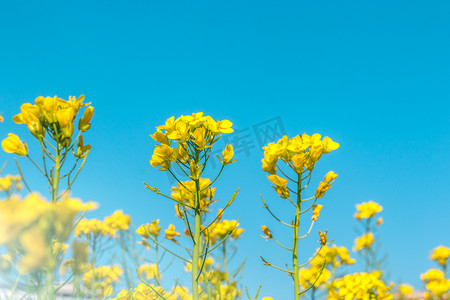 春天蓝天下油菜花在阳光中盛开摄影图配图