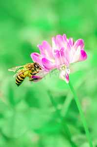 春天田野上蜜蜂在花朵上采蜜摄影图配图