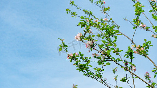 桃花摄影照片_关山樱花开放春天红缨花户外公园开花摄影图配图