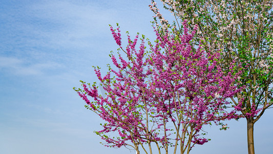 紫荆花盛开春天紫荆花树乡村开满紫花摄影图配图