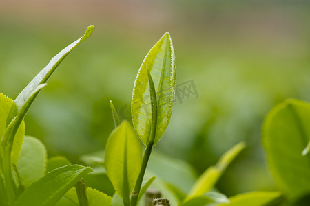 户外白天新鲜茶叶在春天里生长摄影图配图