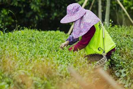 采摘工人摄影照片_户外白天一个工人在茶园里采摘茶叶摄影图配图