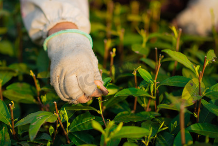 茶园摄影照片_采茶下午采摘茶叶茶园采茶摄影图配图